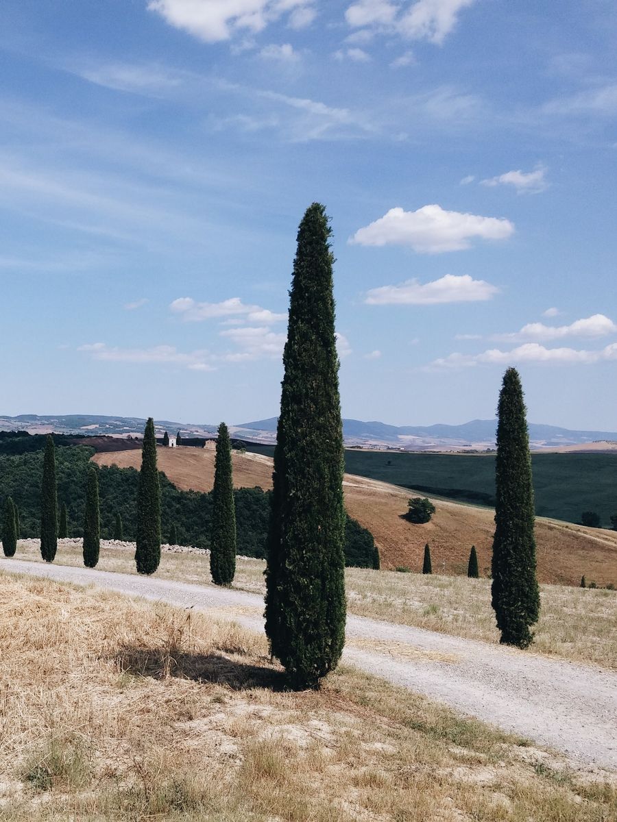 Cipressi lungo una strada bianca in Val d'Orcia