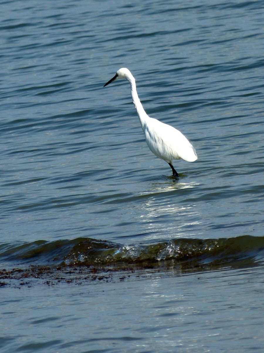 Una garzetta nell'acqua del Trasimeno