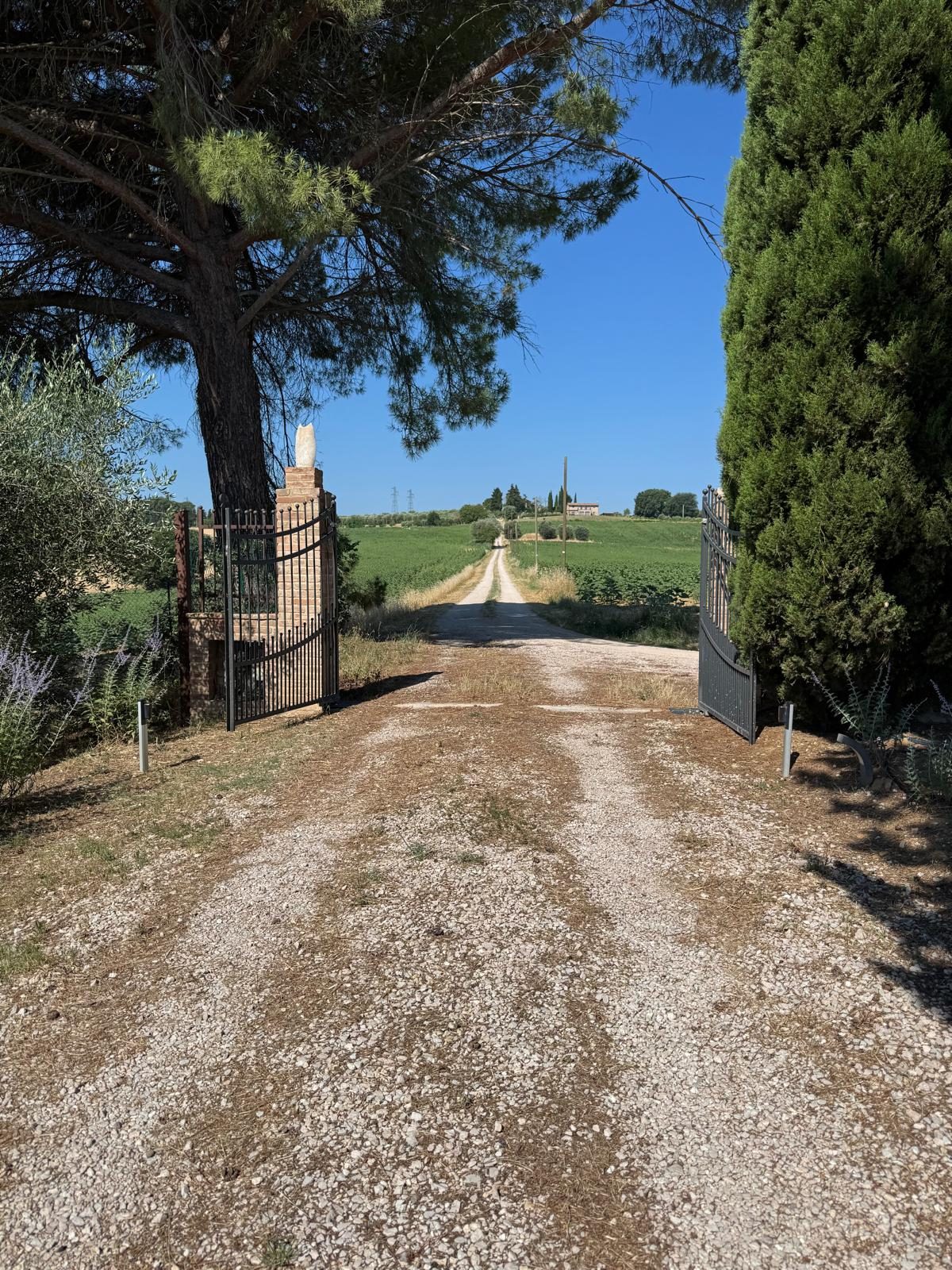 Il cancello d'ingresso e il viale bianco tra i pini