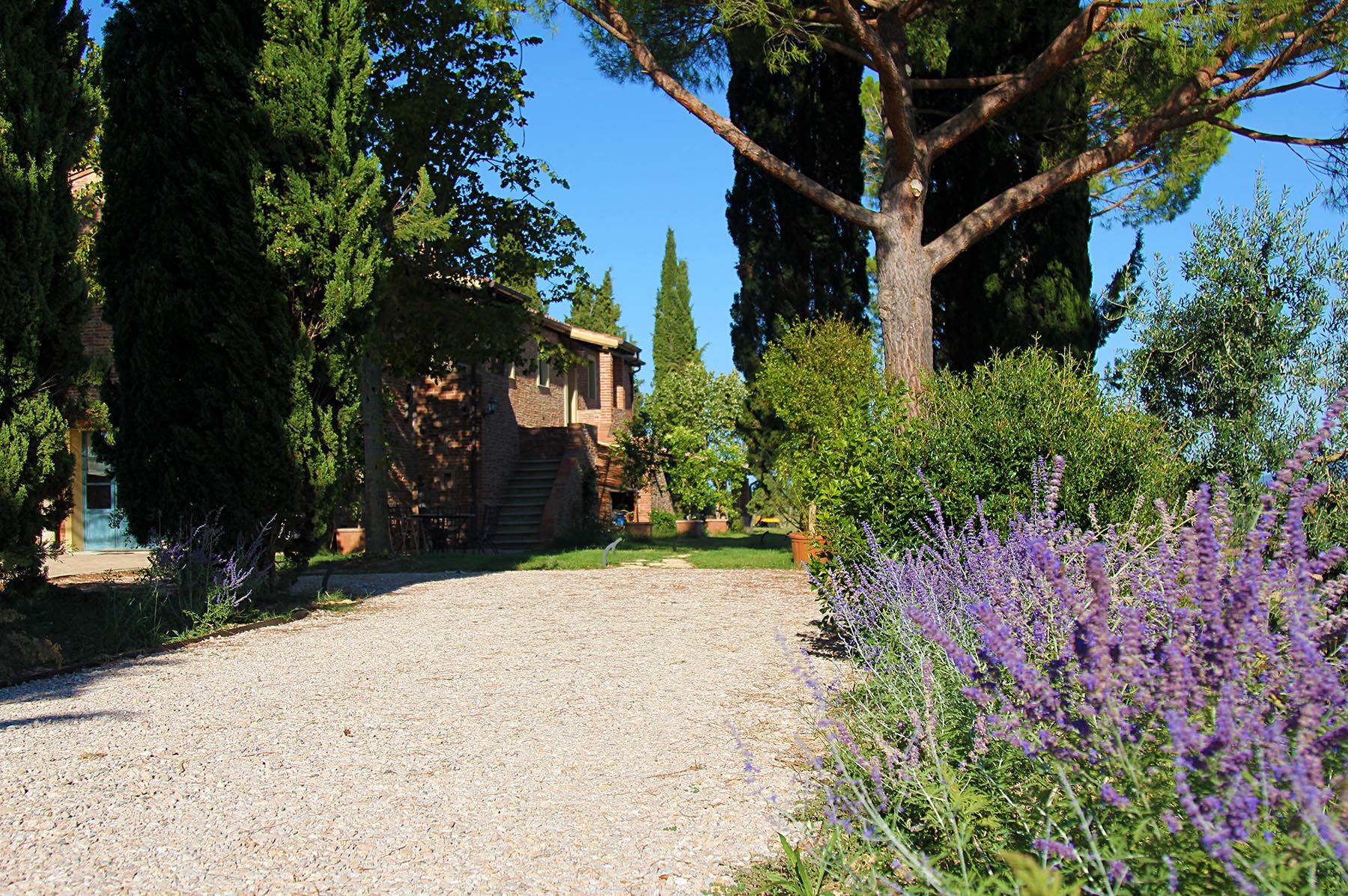 Il vialetto tra la lavanda che porta al casale